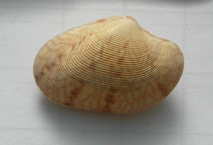 Paphia exarata